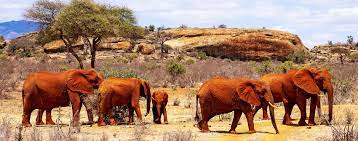 Tsavo East National Park